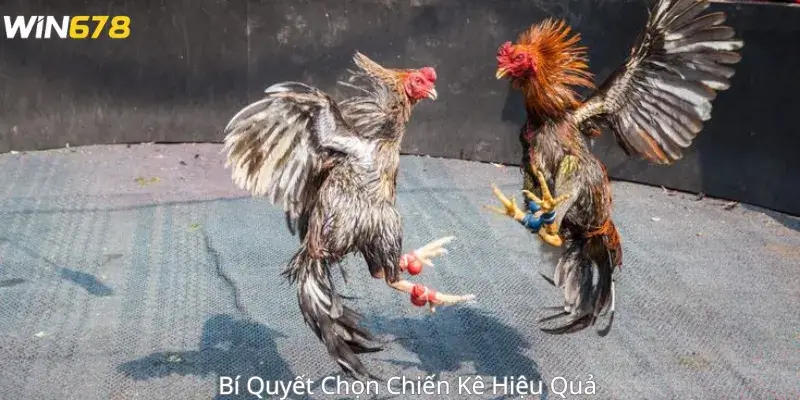 Bí Quyết Chọn Chiến Kê Hiệu Quả 