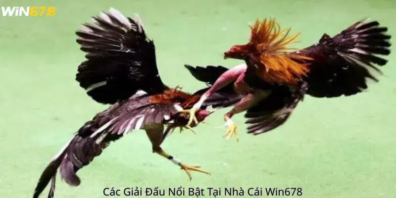 Các Giải Đấu Nổi Bật Tại Nhà Cái Win678 
