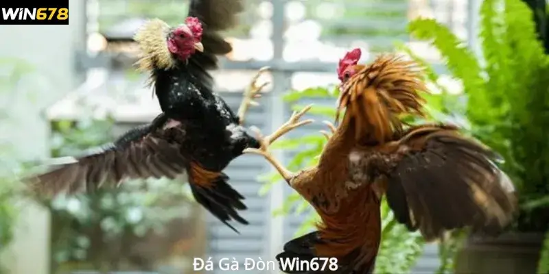 Đá Gà Đòn Win678