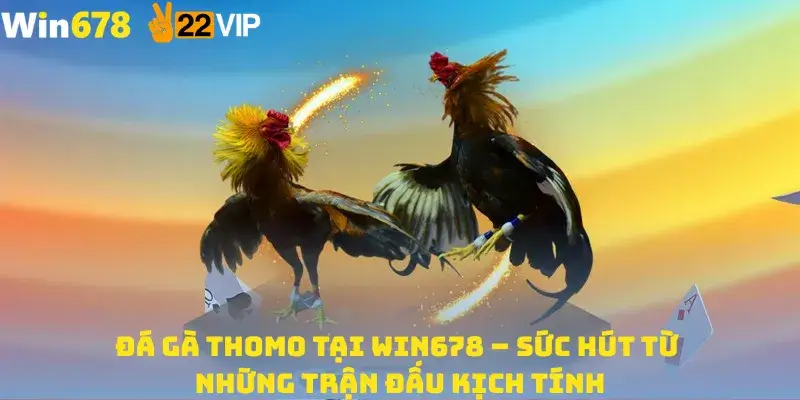 Đá Gà Thomo Tại Win678 – Sức Hút Từ Những Trận Đấu Kịch Tính