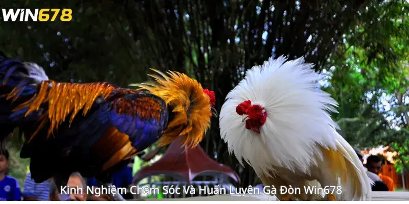 Kinh Nghiệm Chăm Sóc Và Huấn Luyện Gà Đòn Win678 