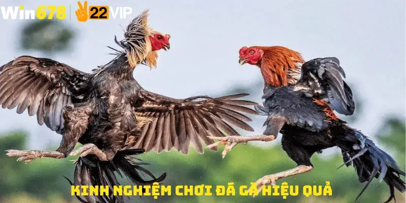 Kinh Nghiệm Chơi Đá Gà Hiệu Quả
