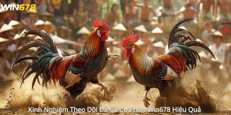 Kinh Nghiệm Theo Dõi Đá Gà Cựa Dao Win678 Hiệu Quả 