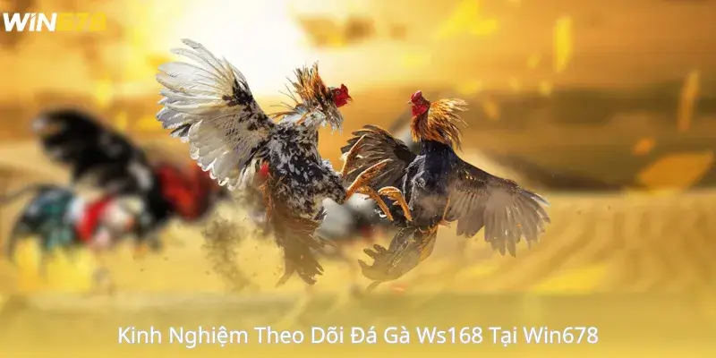 Kinh Nghiệm Theo Dõi Đá Gà Ws168 Tại Win678