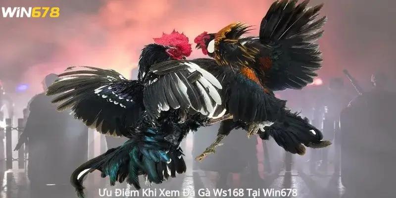 Ưu Điểm Khi Xem Đá Gà Ws168 Tại Win678 